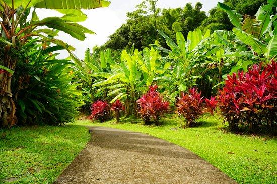 Le Musée de la Banane