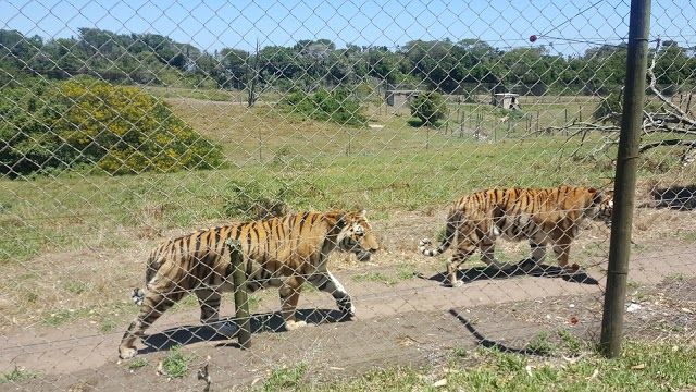 Seaview Game & Lion Park