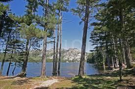 Forêt de l'Ospedale