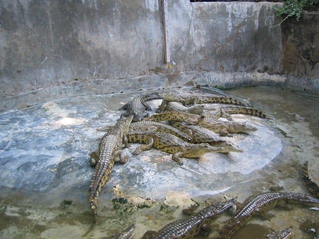 Parco Zoologico Crocodile and Snake Farm