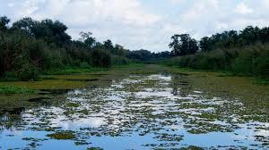 Rezerwat przyrody Kurowskie Błota