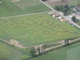 Labyrinth Im Maisfeld