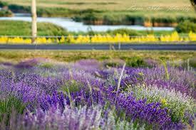 Lavender fields in Tihany