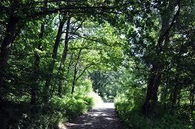 Rezerwat przyrody Buczyna nad Słupią