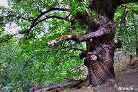 Castaños Del Temblar