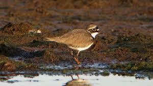 RSPB Lytchett Fields