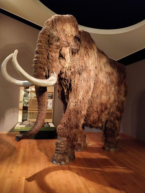 Museo di scienze naturali