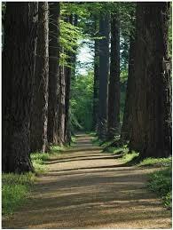 Arboretum w Karnieszewicach