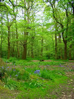 Hockley Woods