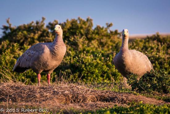 Phillip Island Nature Parks