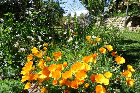 Jardin de l'Abbaye de Valsaintes