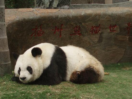 Panda World