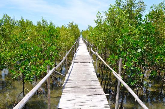 Bakhawan Eco-park and Research Centre