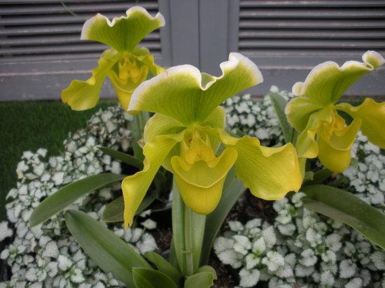 Kiseki no Hoshi Botanical Museum