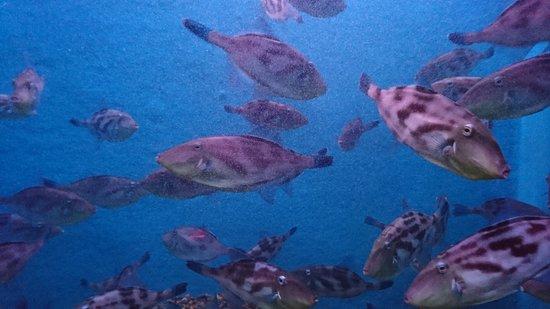 Wakkanai City Noshappu Aquarium