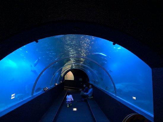 Kushimoto Marine Park Aquarium