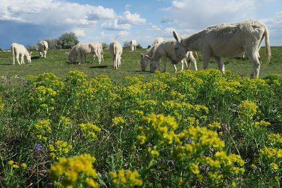 Nationalpark Neusiedler See