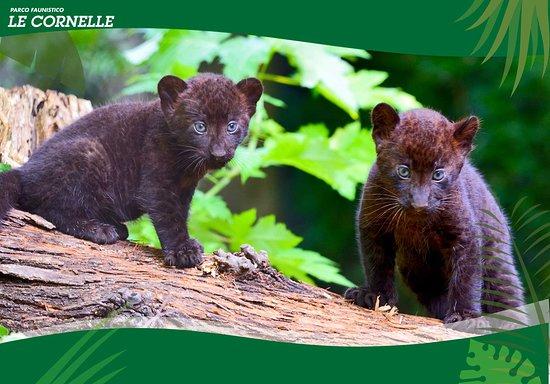 Parco Faunistico Le Cornelle