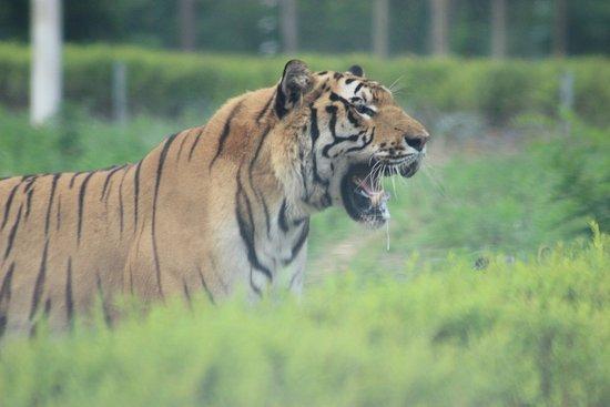 Qinhuangdao Wildlife Park