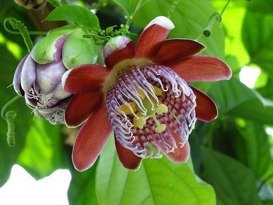 Vlindertuin Vlindorado