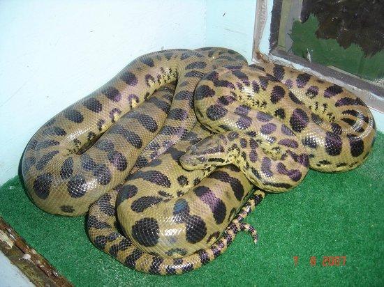 Terrarium de Kerdanet