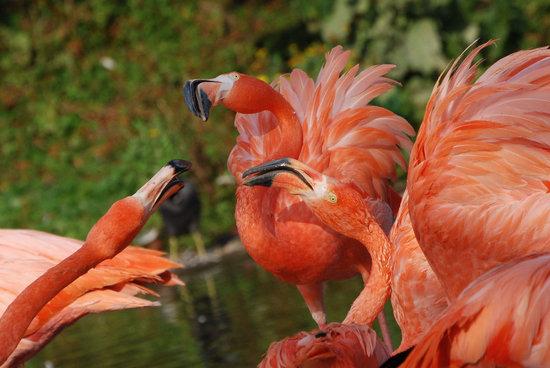 WWT Slimbridge Wetland Centre