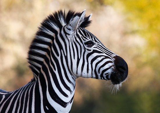 Walter Zoo