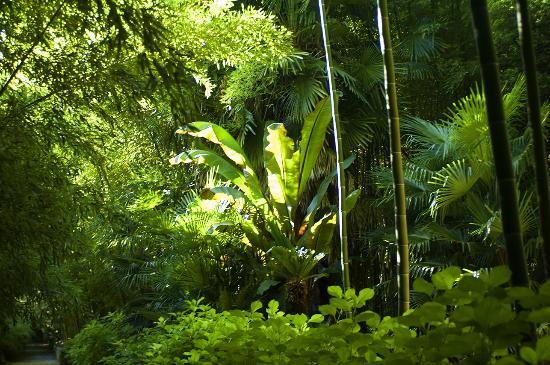 Bambousaie de La Roque-Gageac