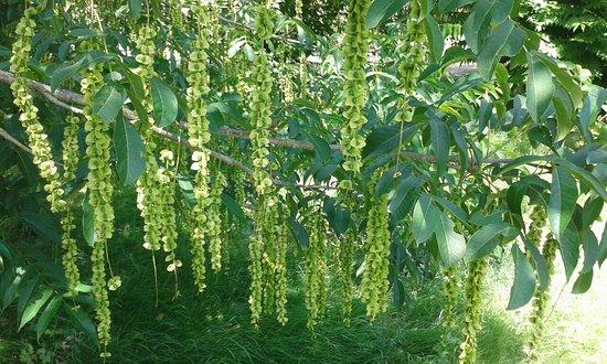Arboretum de Versailles-Chevreloup