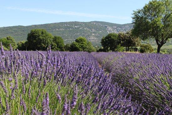 Musée de la Lavande