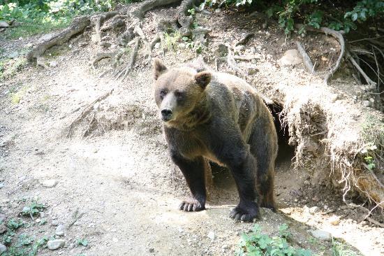Parco Faunistico Le Cornelle