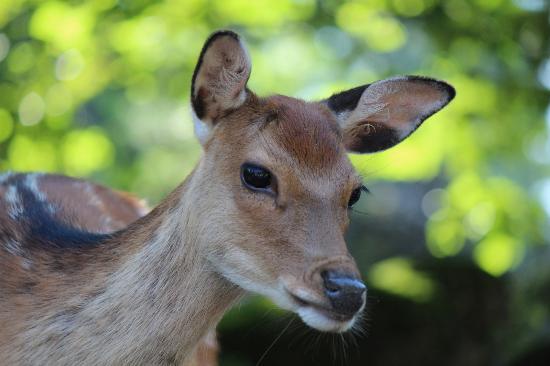 Natur- und Tierpark Goldau