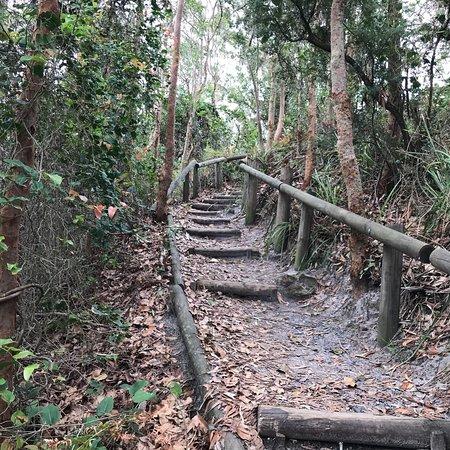 Koala Reserve Mangrove Boardwalk