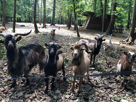 Parc Animalier de Janvry