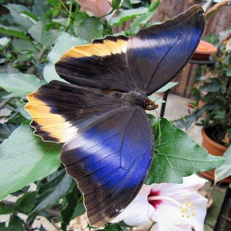 Schmetterling-Erlebniswelt