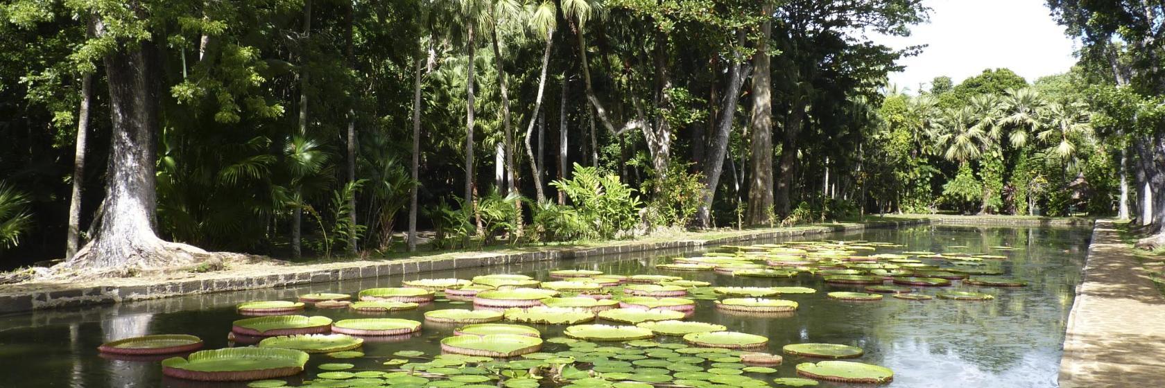 Pamplemousses Garden