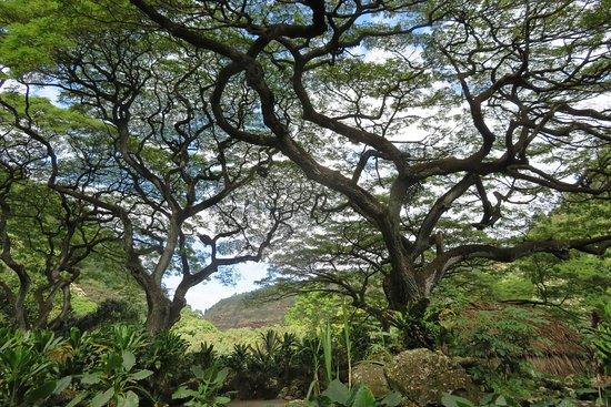 Waimea Arboretum and Botanical Garden
