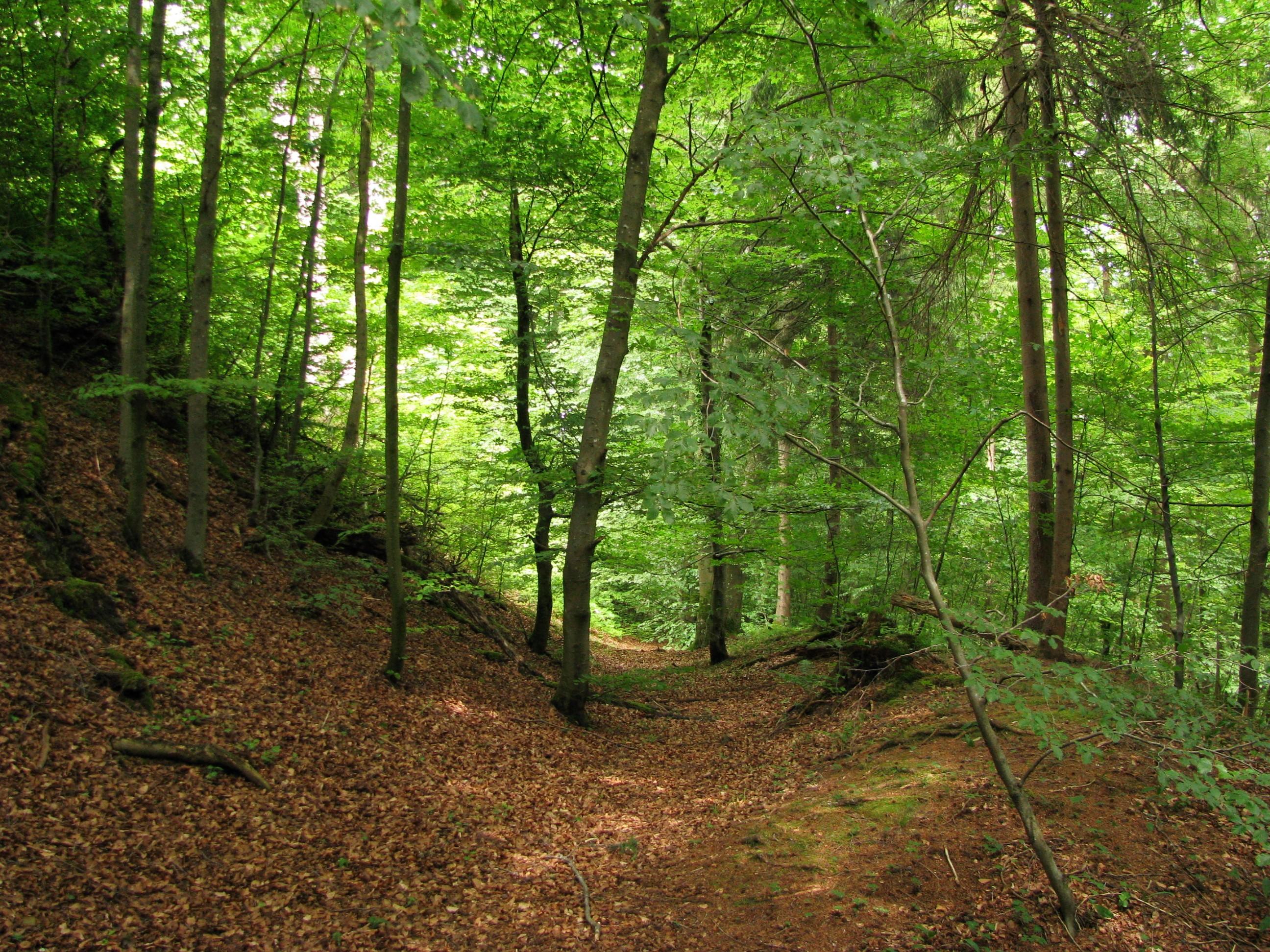 Burgstall Schlossberg