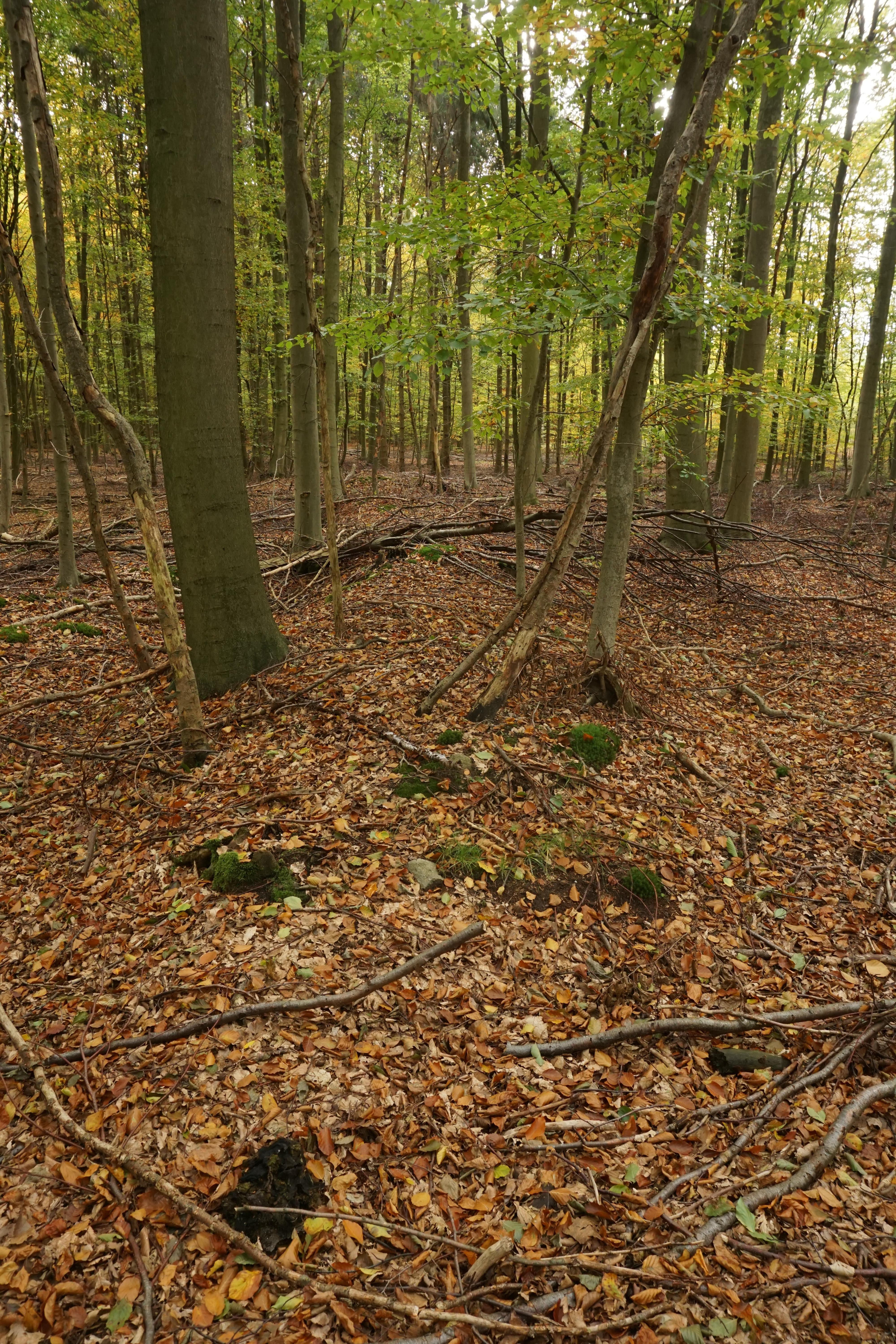 Großsteingrab Sachsenwald Fahrenhorst 2