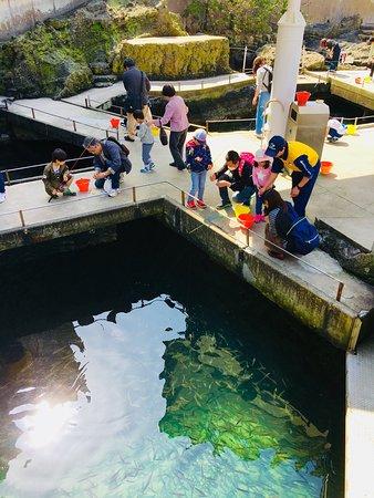 Kinosaki Marine World Aji Bar