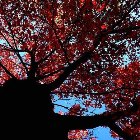 Restaurant Hostaria Romana