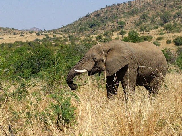 Pilanesberg National Park