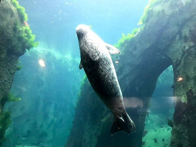 Alaska SeaLife Center