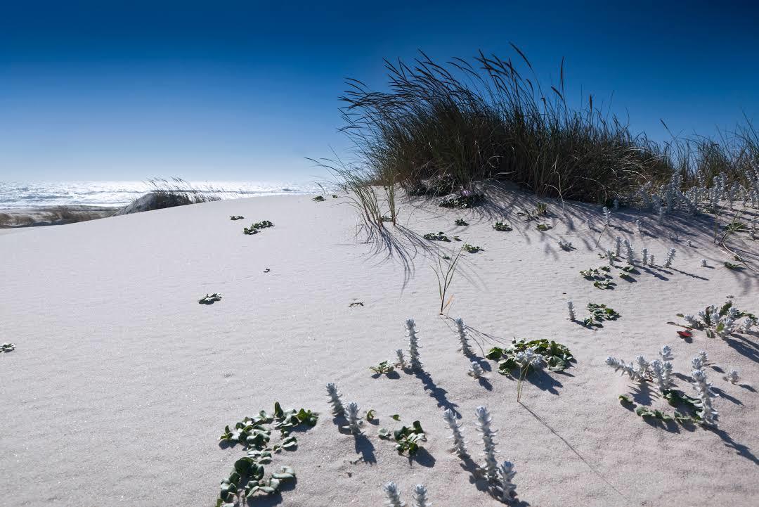 Reserva natural de las Dunas de San Jacinto
