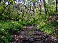 Rezerwat przyrody Lisiny Bodzechowskie