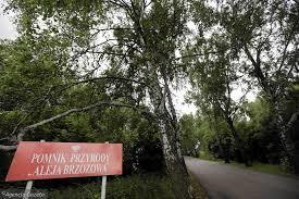 Aleja Brzozowa