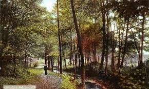 Rezerwat przyrody Las Bukowy w Skarszynie