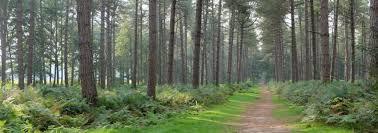 The Lembeke woods and Bellebargiebos