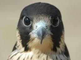 Valkerij en Sigarenmakerij Museum