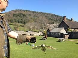 Exmoor Hawk And Owl Centre